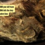 Meet Sparta: The 32,000-year-old frozen cave lion cub whose DNA tells the story between them and modern lions