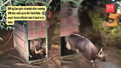 Wild Gaur gets stranded after roaming 300 kms; ends up on the Tamil Nadu coast: Forest officials take it back to its home |