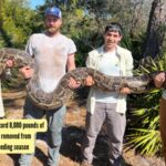 Burmese Pythons: 177 pythons, four tons: Record 8,080 pounds of invasive Burmese pythons removed from Southwest Florida this breeding season