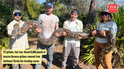 Burmese Pythons: 177 pythons, four tons: Record 8,080 pounds of invasive Burmese pythons removed from Southwest Florida this breeding season