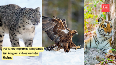 From the Snow Leopard to the Himalayan black bear: 5 dangerous predators found in the Himalayas