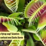 Venus Flytrap: How does the Venus flytrap snap? Scientists crack a puzzle that confused even Charles Darwin