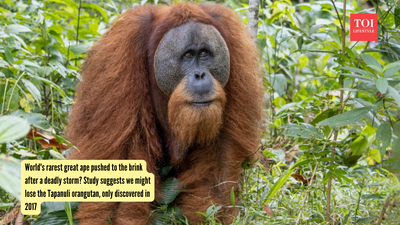World's rarest great ape pushed to the brink after a deadly storm? Study suggests we might lose the Tapanuli orangutan, only discovered in 2017