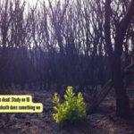 Nature never forgets its dead: Study on 10 ecosystems found that death does something we never expected