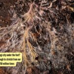 75-million-year-old fungi city under the feet? Study says it's long enough to stretch from our planet to the Sun over 750 million times |