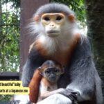Mi Baby Monkey: Meet Mi: The 'world's most beautiful' baby monkey who is winning hearts at a Japanese zoo |
