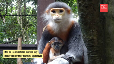 Mi Baby Monkey: Meet Mi: The 'world's most beautiful' baby monkey who is winning hearts at a Japanese zoo |