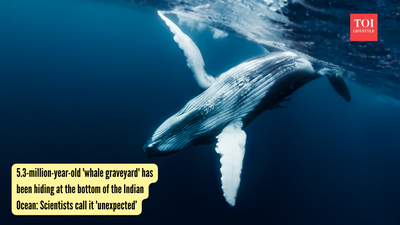 5.3-million-year-old 'whale graveyard' has been hiding at the bottom of the Indian Ocean: Scientists call it 'unexpected' |