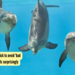 Dolphins have a trick to avoid 'bad guys,' and it sounds surprisingly human: Study