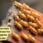 Which is the first place termites usually attack inside homes? Here are the signs they might have already infested your place |