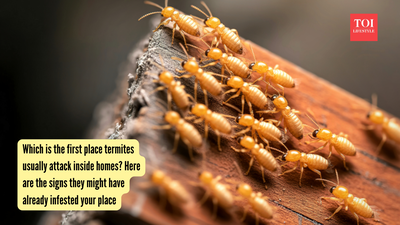 Which is the first place termites usually attack inside homes? Here are the signs they might have already infested your place |