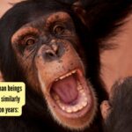 Great Apes and human beings have been laughing similarly for the last 15 million years: Study