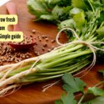 Coriander Growing Tips: 5 easy steps to grow fresh leafy coriander from discarded roots: Simple guide for beginners |