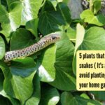 5 plants that attract snakes ( It's a sign to avoid planting these in your gardens) |