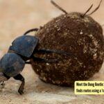 Meet the Dung Beetle: The tiny navigator that finds routes using a 'cosmic compass' |