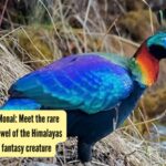 The Himalayan Monal: Meet the rare nine-coloured jewel of the Himalayas that looks like a fantasy creature |