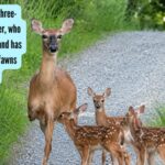 Meet Tripod: The three-legged mother deer, who was shot in a leg and has now adopted two fawns from another doe |