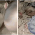 From baby to dog: Miracle rescues giving Venezuela hope after deadly earthquakes - watch
