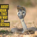 Indian Cobra Facts: 7 facts about the Indian cobra that explain why it’s so misunderstood