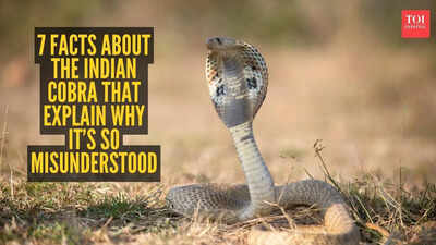 Indian Cobra Facts: 7 facts about the Indian cobra that explain why it’s so misunderstood