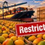 Another blow! After Japan, Nepal restricts mango imports from India