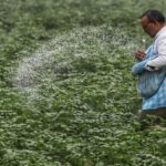 Green urea push: Centre plans 7.24 lakh MT green ammonia procurement to reduce fertiliser imports