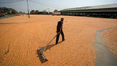 India builds record grain reserves as El Nino returns: Rice stocks hit new peak, wheat stores at five-year high
