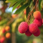 Boost for litchi exports! Assam’s GI-tagged Tezpur litchi reaches Dubai, Singapore in first shipment