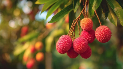 Boost for litchi exports! Assam’s GI-tagged Tezpur litchi reaches Dubai, Singapore in first shipment