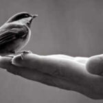 Spanish proverb of the day: 'A bird in hand is worth more than a hundred flying around' and why certainty often beats risky rewards