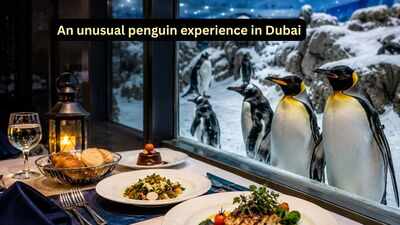 Dining With Penguins In Dubai: A meal with penguins amid snow: The unusual travel experience you didn’t know existed in Dubai