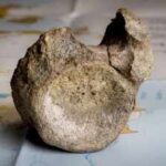 Antarctica's oldest known dinosaur fossil was hiding in a museum drawer for 40 years