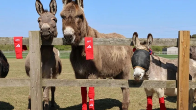 Arsenal's old socks found an unlikely new home: Rescued donkeys across Britain are wearing them for a surprising reason