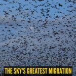 The world’s largest mammal migration happens in the sky; here's all you need to know