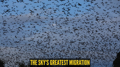 The world’s largest mammal migration happens in the sky; here's all you need to know