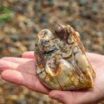 Buried for 1.8 million years: This ancient elephant tooth was finally found by an 11-year-old on a UK beach