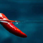 Burmese proverb of the day: "A real chilli, seven fathoms under water, will still taste hot" reminds us how true character shines through all situations