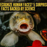 Can fish recognize human faces? 5 surprising facts backed by science