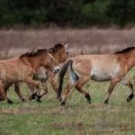 How a Chinese horse became the genetic bridge that brought American horses to Europe