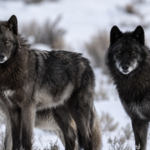 Did wolves really save Yellowstone? New research challenges one of conservation's biggest success stories