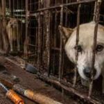 400,000 dogs vanished before South Korea's meat ban. Where did hundreds of thousands of dogs go?