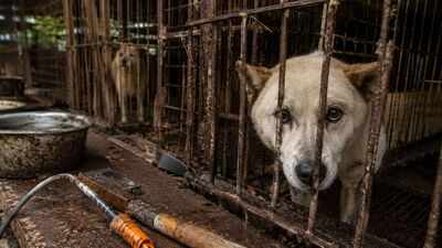 400,000 dogs vanished before South Korea's meat ban. Where did hundreds of thousands of dogs go?