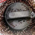 E20 petrol attracts ants? BPCL responds to viral claim, explains matter
