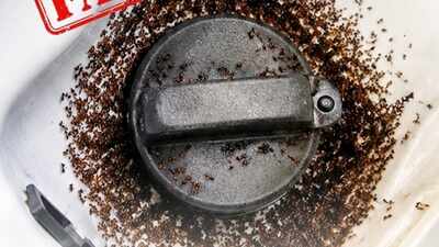 E20 petrol attracts ants? BPCL responds to viral claim, explains matter