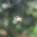 Ethiopian proverb of the day: 'When spider webs unite, they can tie up a lion' — How collective action can defeat great power