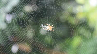 Ethiopian proverb of the day: 'When spider webs unite, they can tie up a lion' — How collective action can defeat great power