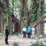 700-year-old Munger banyan tree gains global scientific significance