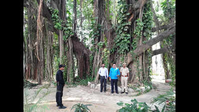 700-year-old Munger banyan tree gains global scientific significance