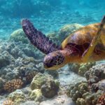 SOP released to conserve sea turtles across 36 islands of Lakshadweep