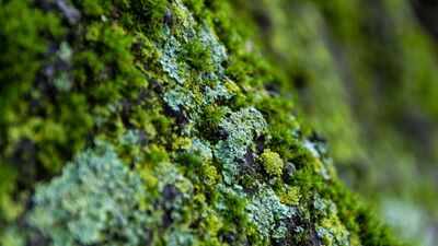Hidden fungi discovered inside California desert moss could rewrite plant evolution history